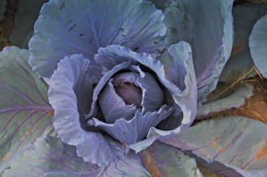 Mor Brüksel lahanası