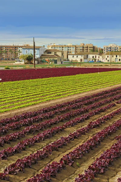 Bahçesi Valencia şehir yakınında tipik peyzaj