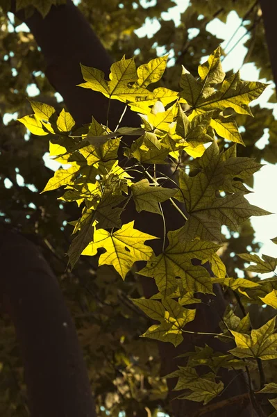 Iluminado Brachychiton decolorar hojas — Foto de Stock