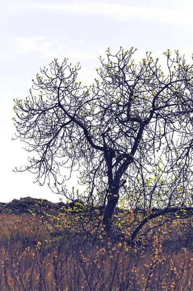 Ağaç ve bitki örtüsü plajın yanında