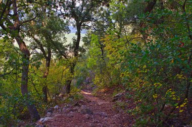 Sonbaharda ormanda, doğal bir parkta.