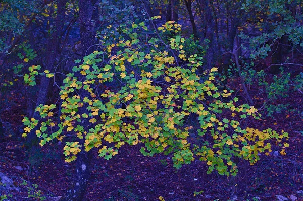 Vegetation in autumn in a natural park