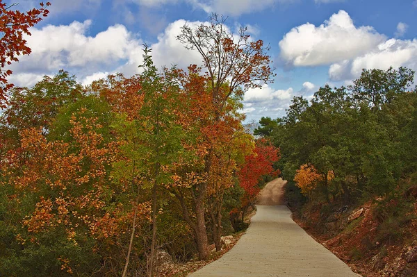 Vegetace na podzim v přírodním parku — Stock fotografie