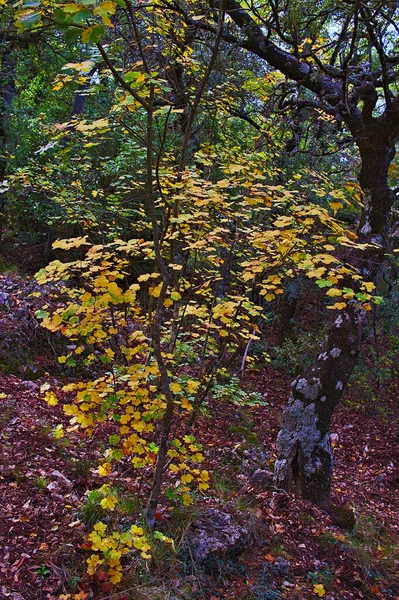 Vegetation in autumn in a natural park