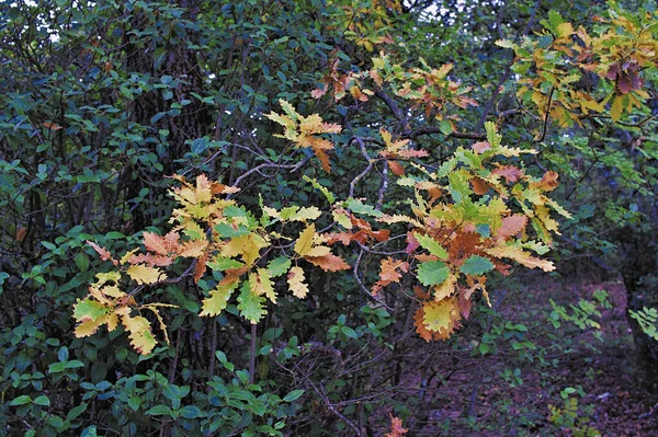 Vegetation in autumn in a natural park