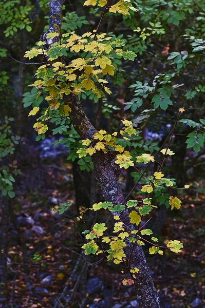 Лес осенью в природном парке — стоковое фото