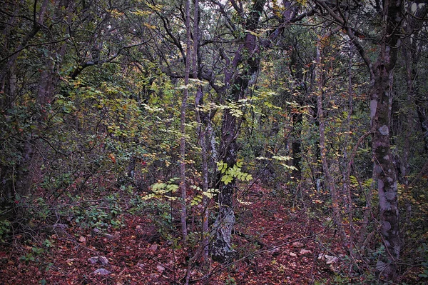 Forest in autumn in a natural park