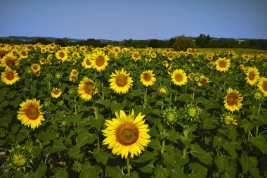 Big field of sunflowers on a sunny day