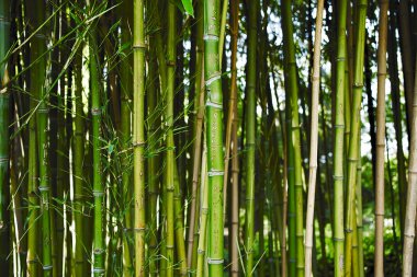 Yeşil bambu kamışlardan oluşan gür bir orman.