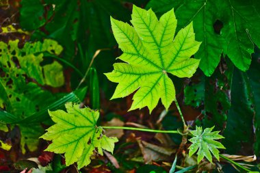 Kokuşmuş zambak adında Avrupa bitkisi Iris foetidissima