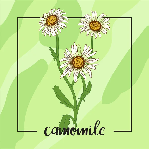 Ilustracja Botaniczna Kwiat Rumianku — Wektor stockowy