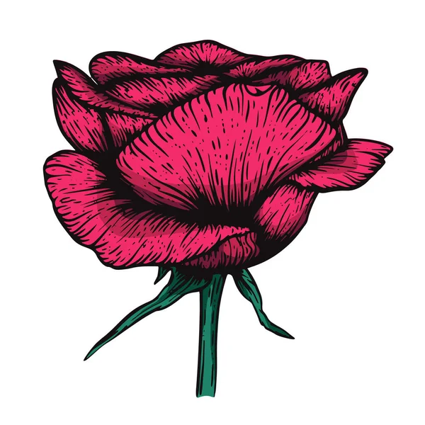 Vector etching handdrawn tatoo style rose illustration. Great for fabric, print and invitation. — 스톡 벡터