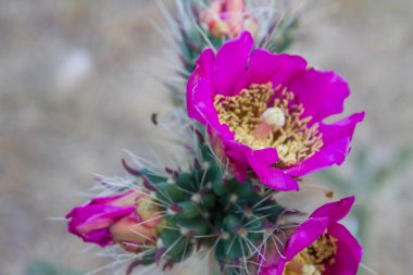 Mor çiçek çiçek açan kaktüs