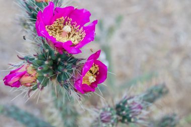 Mor çiçek çiçek açan kaktüs