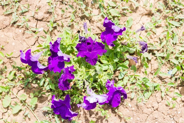 Lindas flores no canteiro de flores na rua em rachado seco — Fotografia de Stock