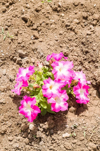 Hermosas flores en el macizo de flores en la calle en seco agrietado —  Fotos de Stock