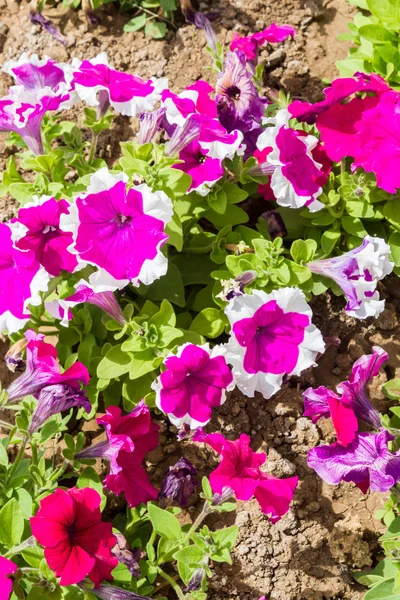 Bellissimi fiori nella aiuola sulla strada a secco incrinato — Foto Stock