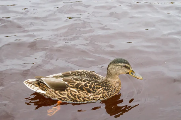 Eine Ente schwimmt im Herbst in einem Teich — Stockfoto