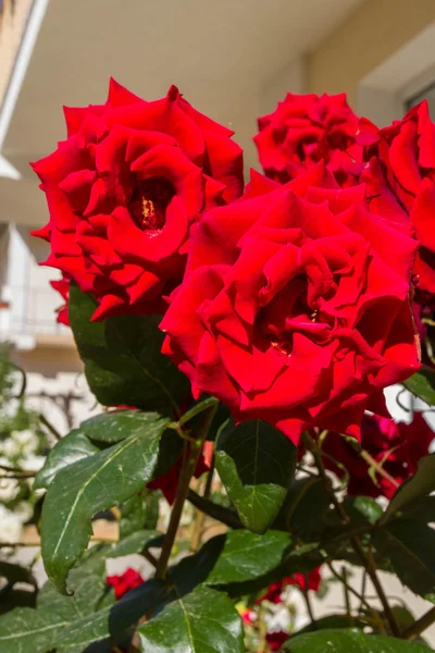 Beautiful flowers of roses on the street — Stock Photo, Image