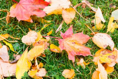 Sarı ve kırmızı yaprakları sonbaharda yeşil çimenlerin üzerinde