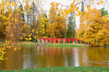 Güzel renkli sonbahar Lomonosov parkta