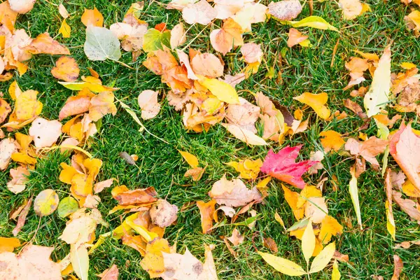 Yellow and red leaves on green grass in autumn — Stock Photo, Image