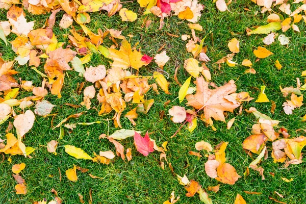 가 푸른 잔디에 노란색과 빨간색 잎 — 스톡 사진