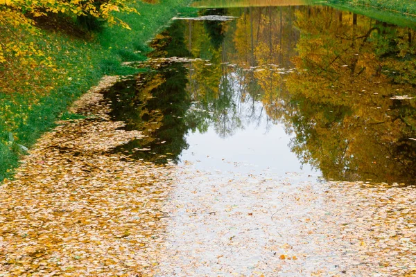 Lagoa de outono no Parque repleta de folhas amarelas — Fotografia de Stock