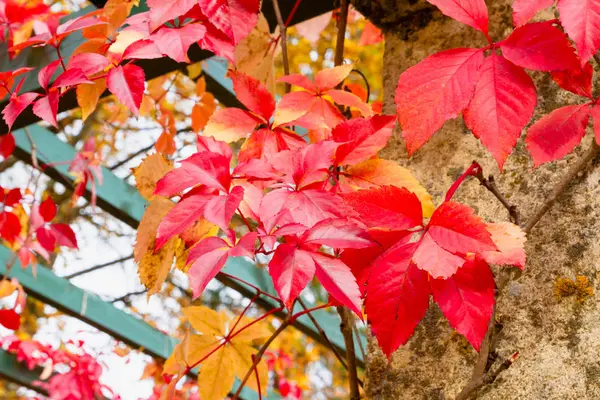 Jasne, piękne wielobarwne liście jesienią Park — Zdjęcie stockowe