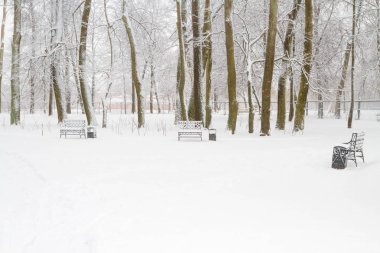 Parkta kışın karlı ağaçlar