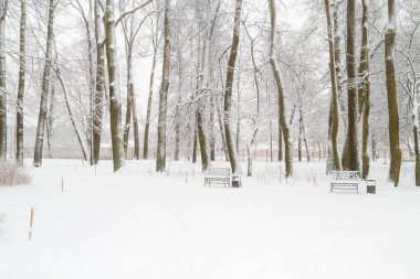 Parkta kışın karlı ağaçlar