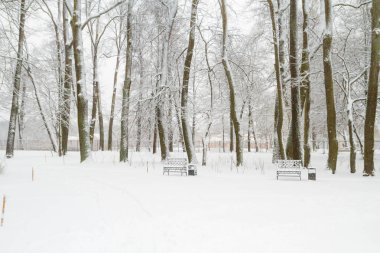 Parkta kışın karlı ağaçlar