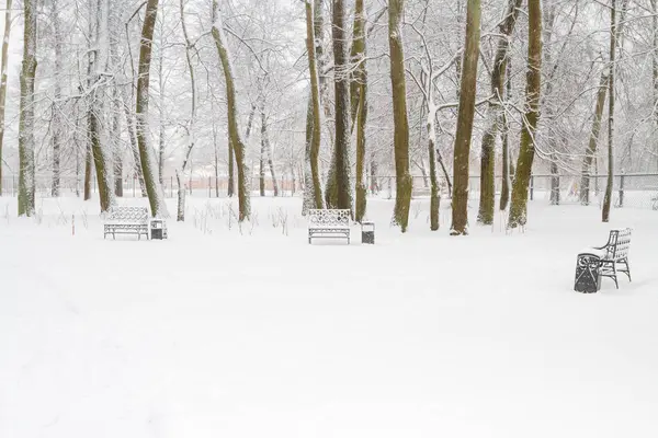 Parkta kışın karlı ağaçlar