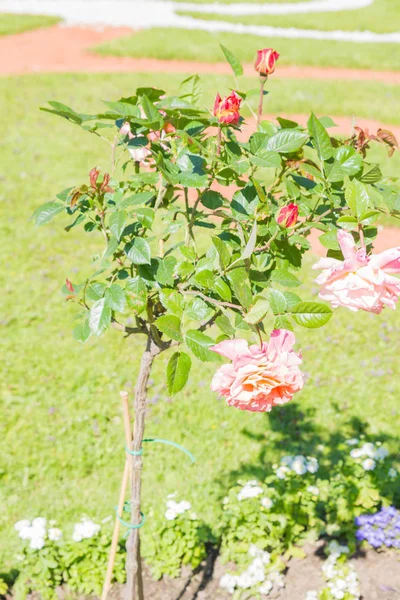 Bush de rosas florecientes en el parque de verano —  Fotos de Stock