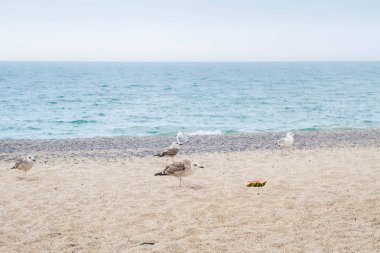 Kuşları Albatroslar karpuz deniz kıyısında yemek.