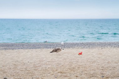 Kuşları Albatroslar karpuz deniz kıyısında yemek.