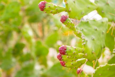 Çiçekli kaktüs Park yaz çiçek yatakta