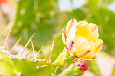 Çiçekli kaktüs Park yaz çiçek yatakta