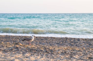 Kuş Albatross gün batımında yazları kum plajındaki