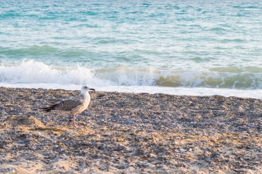 Kuş Albatross gün batımında yazları kum plajındaki
