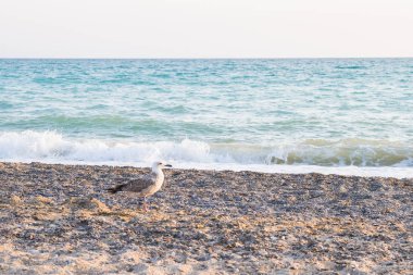 Kuş Albatross gün batımında yazları kum plajındaki