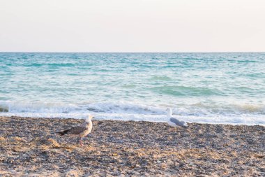 Kuş Albatross gün batımında yazları kum plajındaki