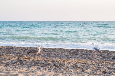 Kuş Albatross gün batımında yazları kum plajındaki