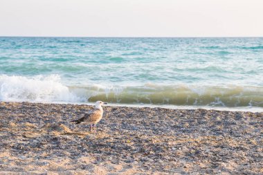 Kuş Albatross gün batımında yazları kum plajındaki