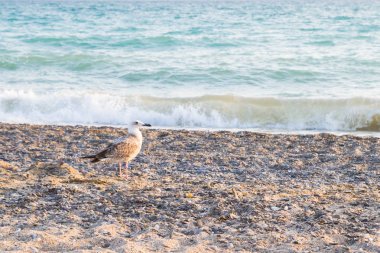 Kuş Albatross gün batımında yazları kum plajındaki