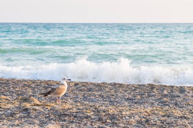 Kuş Albatross gün batımında yazları kum plajındaki