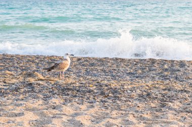 Kuş Albatross gün batımında yazları kum plajındaki