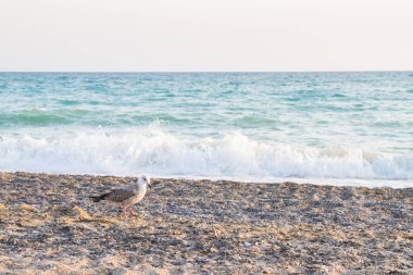 Kuş Albatross gün batımında yazları kum plajındaki