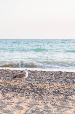 Kuş Albatross gün batımında yazları kum plajındaki