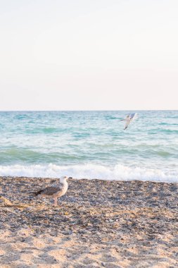 Kuş Albatross gün batımında yazları kum plajındaki
